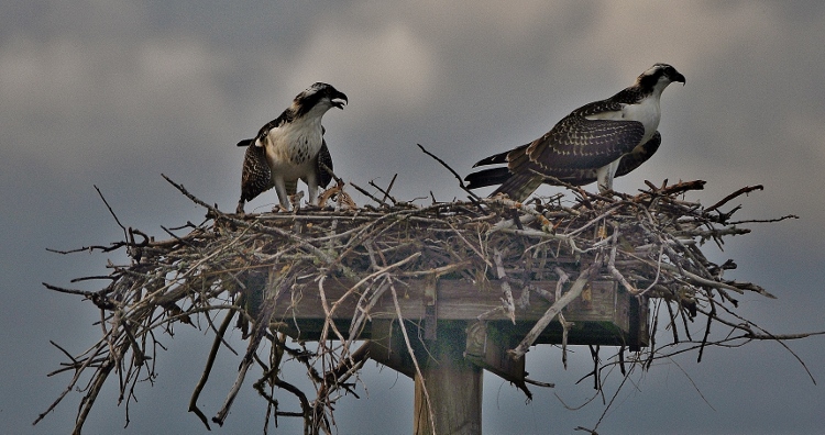 2 osprey in nest
